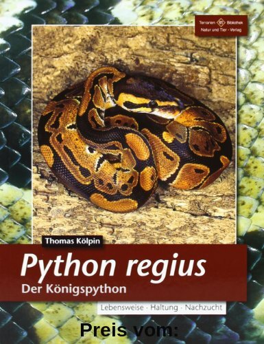 Python regius. Der Königspython
