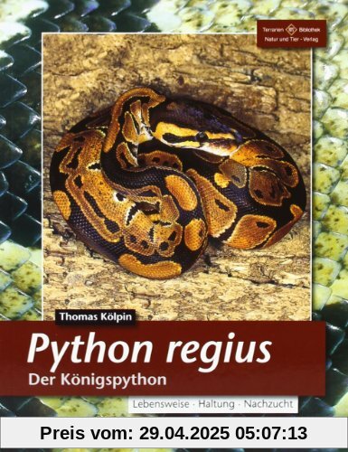 Python regius. Der Königspython