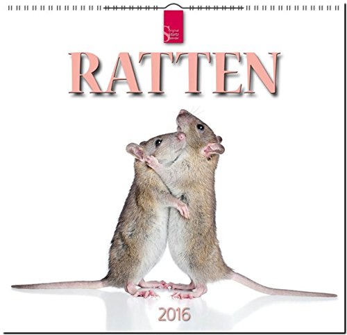 Ratten 2016: Original Stürtz-Kalender - Mittelformat-Kalender 33 x 31 cm [Spiralbindung] von Stürtz