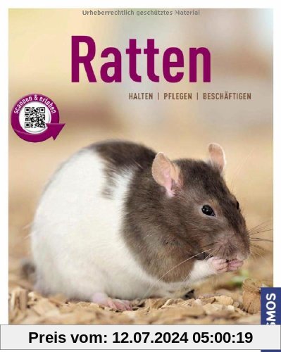 Ratten: halten, pflegen, beschäftigen