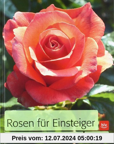 Rosen für Einsteiger: Die schönsten Sorten und ihre Pflege