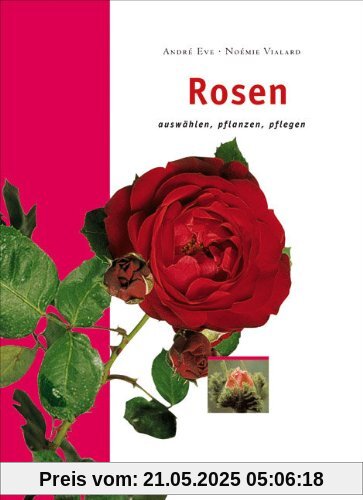 Rosen: Auswählen, pflanzen, pflegen