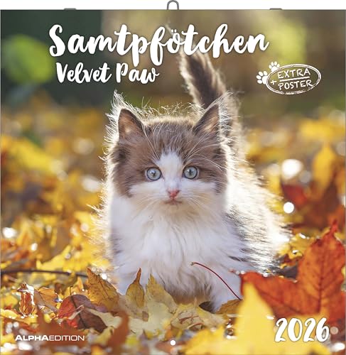 Samtpfötchen 2026 - Broschürenkalender 30x30 cm (30x60 geöffnet) - Kalender mit Platz für Notizen - inkl. herausnehmbarem Poster - Bildkalender: Velvet paw von ALPHA EDITION