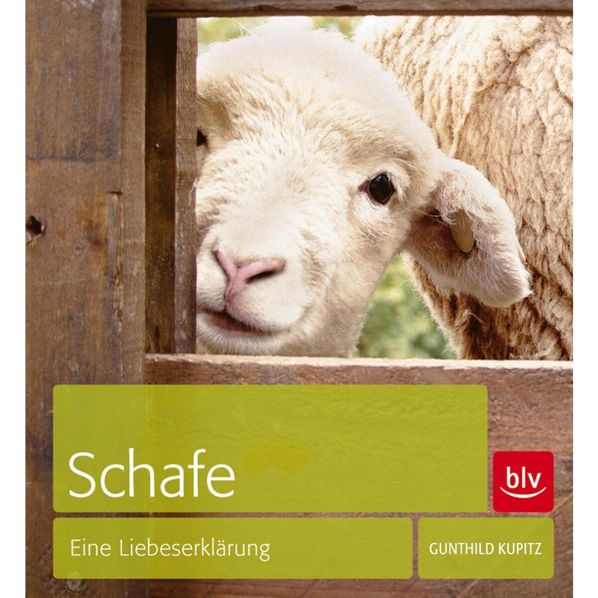 Schafe von Blv
