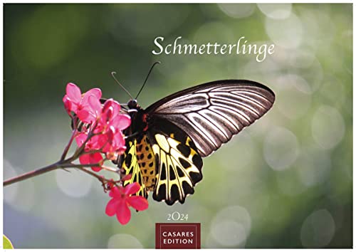 Schmetterlinge 2024 L 35x50cm von CASARES EDITION
