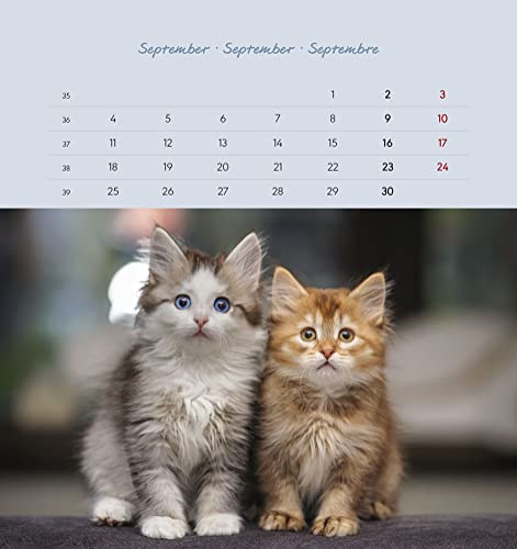 Schmusekatzen 2023 - Postkartenkalender 16x17 cm - Katzen - zum Aufstellen oder Aufhängen - Monatskalendarium - Gadget - Mitbringsel - Alpha Edition von Alpha Edition