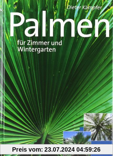 Schöne Palmen für Zimmer und Wintergarten