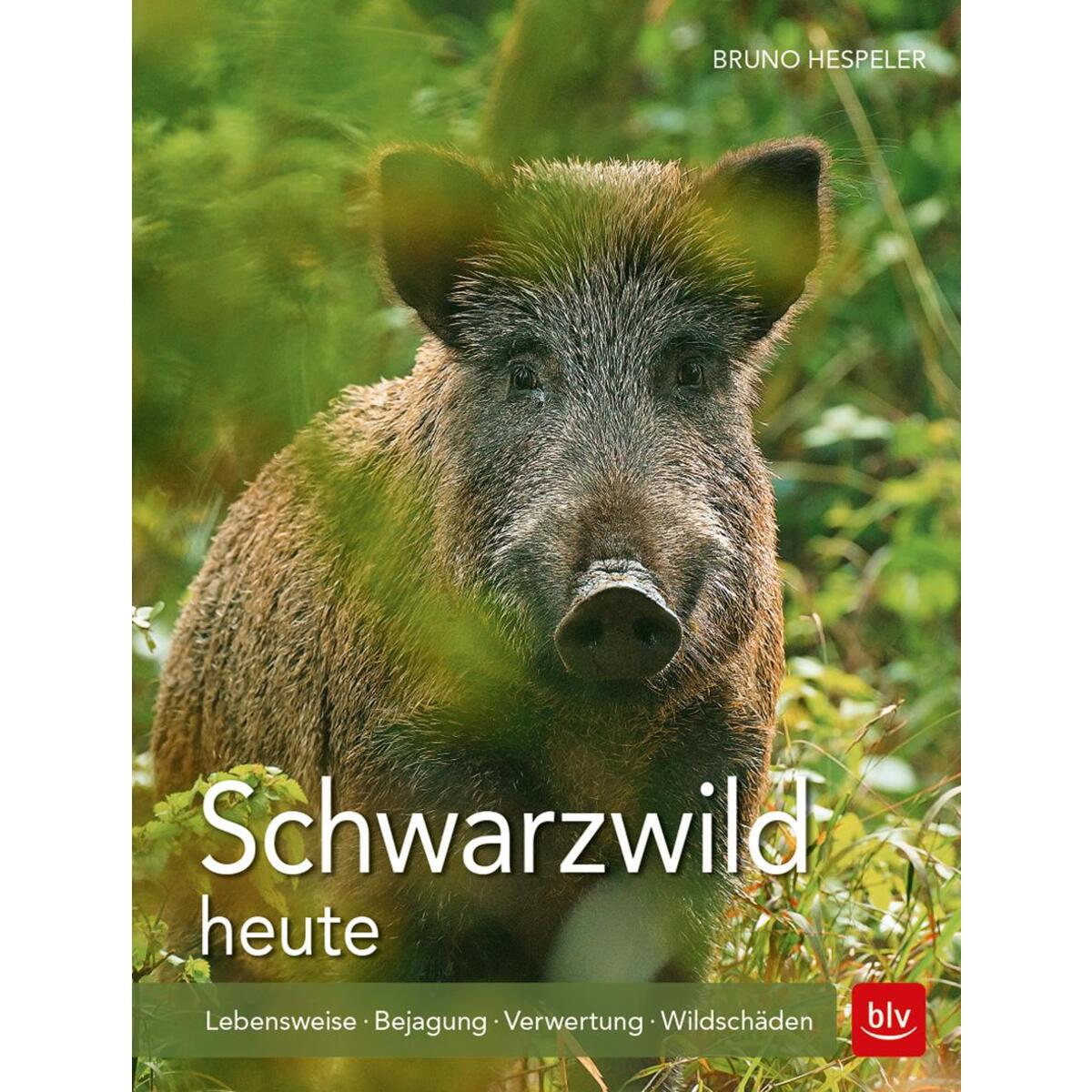 Schwarzwild heute Schwarzwild heute von Blv