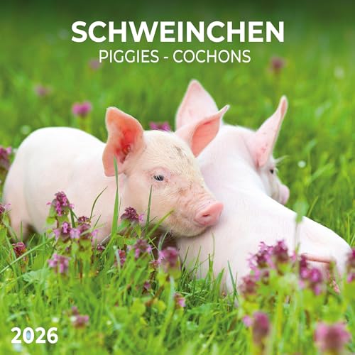 Schweinchen/Piggies 2026: Kalender 2026 (Artwork Edition) von Tushita PaperArt