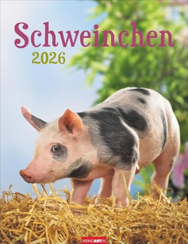 Schweinchen Kalender 2026: Wandkalender mit witzigen Fotos der liebenswerten Borstentiere. Ein Fotokalender, der Tierfreunde verzaubert. Tierkalender im Format 30 x 39 cm (Tierkalender Weingarten) von Weingarten