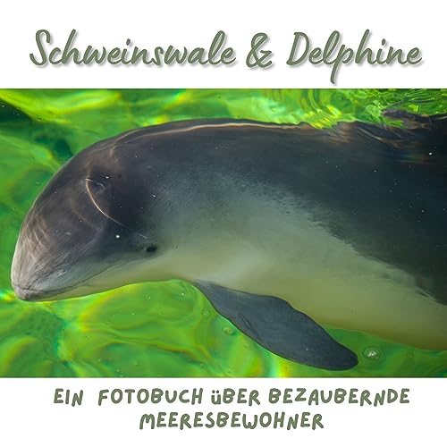 Schweinswale & Delphine: Ein Fotobuch über bezaubernde Meeresbewohner. Der Schweinswal wurde zum Tier des Jahres 2022 gewählt.