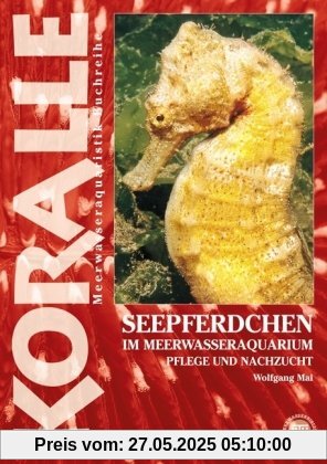 Seepferdchen im Meerwasseraquarium: Pflege und Nachzucht