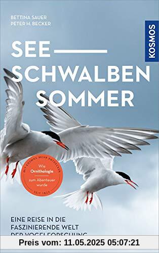 Seeschwalben Sommer