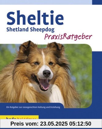 Sheltie: Shetland Sheppdog