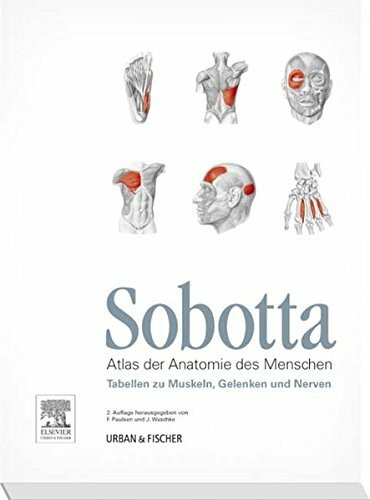 Sobotta Tabellen zu Muskeln, Gelenken und Nerven: Tabellen passend zur 23. Aufl. des Sobotta-A...