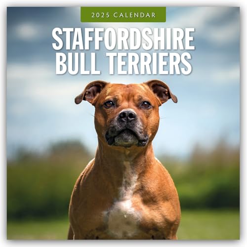 Staffordshire Bull Terriers – Staffordshire Bullterrier 2025 – 16-Monatskalender: Original Red Robin Publishing Ltd-Kalender [Mehrsprachig] [Kalender] (Wall-Kalender)