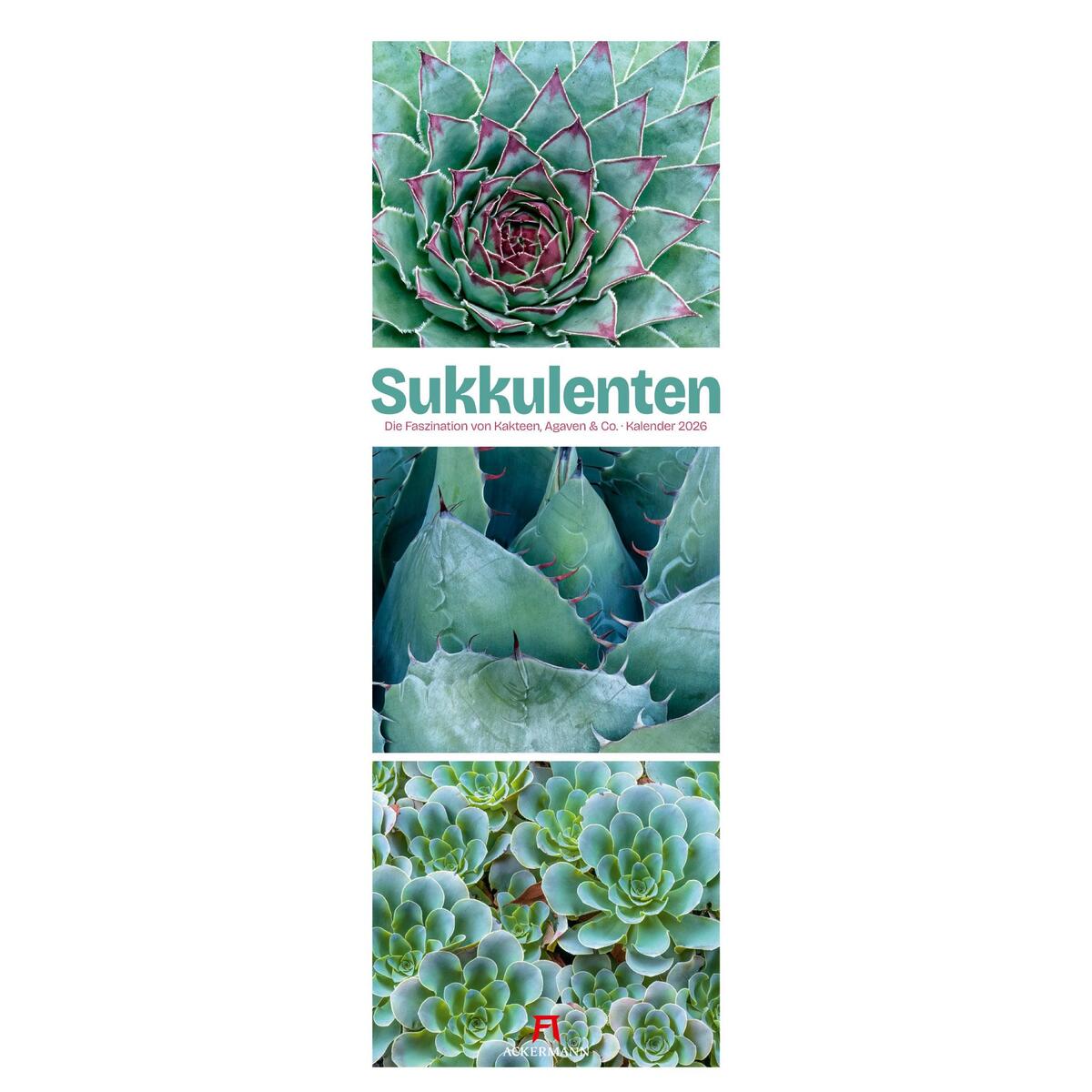 Sukkulenten Triplet-Kalender 2026 | Kakteen, Agaven & Co Sukkulenten Triplet-Kalender 2026 | Kakteen, Agaven & Co von Ackermann Kunstverlag