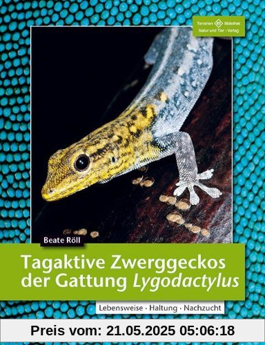 Tagaktive Zwerggeckos der Gattung Lygodactylus