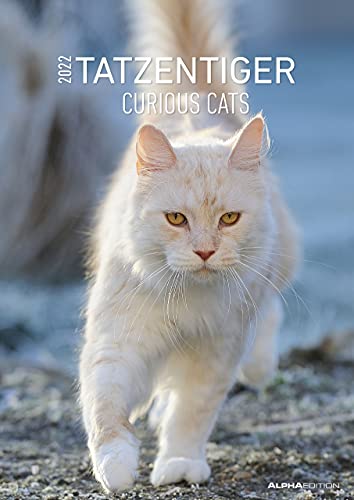 Tatzentiger 2022 - Bildkalender A3 (29,7x42 cm) - Curious Cats - mit Feiertagen (DE/AT/CH) und Platz für Notizen - Wandplaner - Katzenkalender
