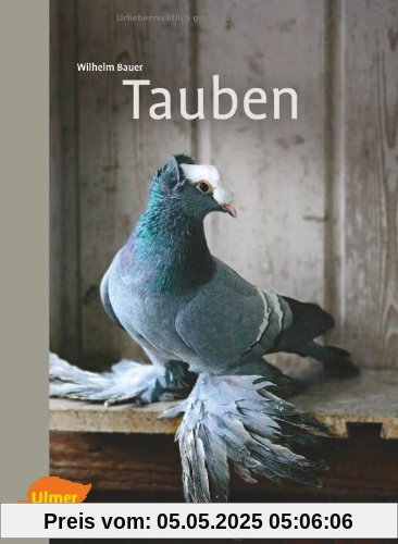 Tauben Tauben