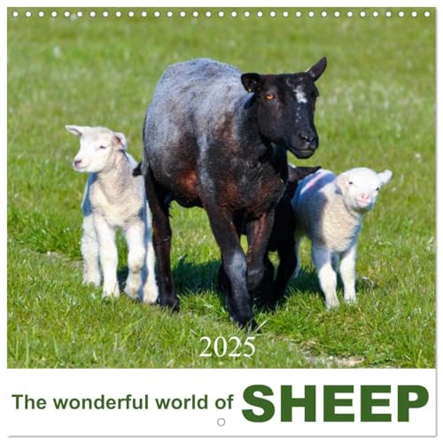 The wonderful world of sheep (Wall Calendar 2025 12" x 24" / 30 x 60 cm (open)) CALVENDO 12 Month Wall Calendar von CALVENDO