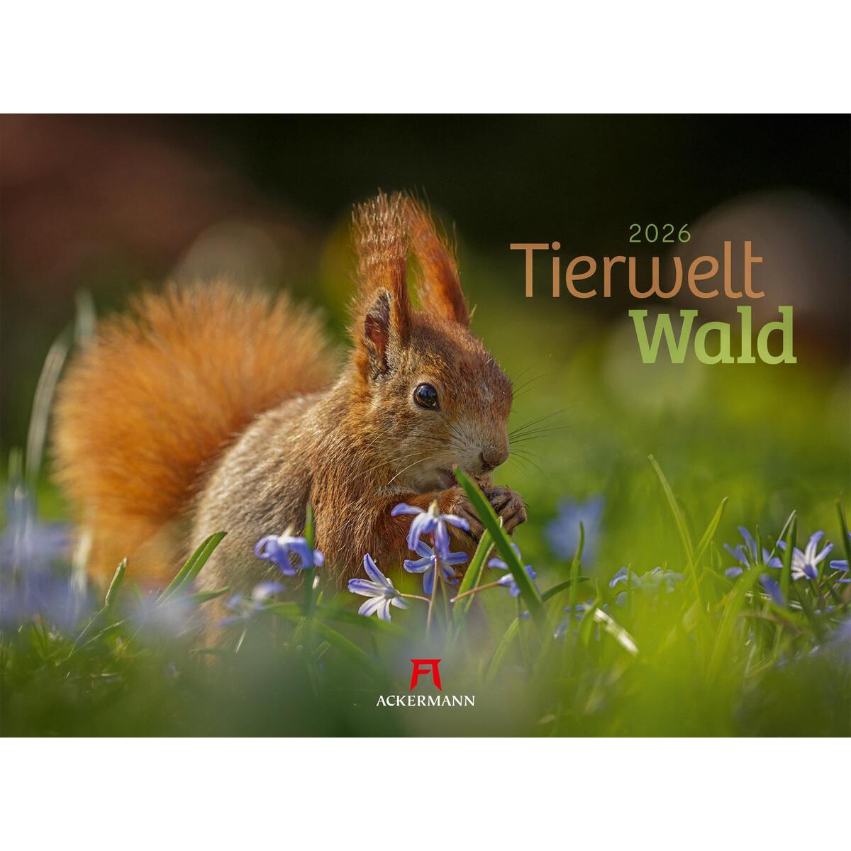 Tierwelt Wald Kalender 2026 von Ackermann Kunstverlag