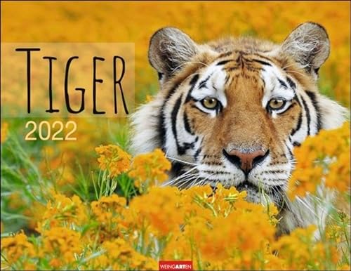 Tiger Kalender 2022 - Tierkalender - Wandkalender mit internationalem Monatskalendarium - 12 Farbfotos - 44 x 34 cm von Harenberg u.Weingarten