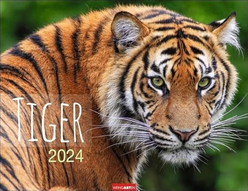 Tiger Kalender 2024. Die majestätischen Großkatzen in einem großen Wand-Kalender. Hochwertiger Fotokalender mit Porträts der verschiedenen Tigerarten. 44x34 cm Querformat von Weingarten