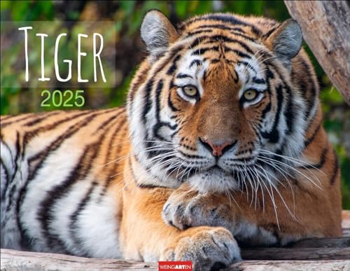 Tiger Kalender 2025: Die majestätischen Großkatzen in einem großen Wand-Kalender. Hochwertiger Fotokalender mit Porträts der verschiedenen Tigerarten 44 x 34 cm Querformat (Tierkalender Weingarten) von Weingarten