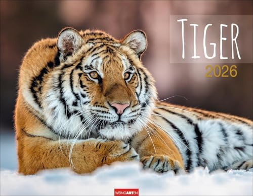 Tiger Kalender 2026: Die majestätischen Großkatzen in einem großen Wand-Kalender. Hochwertiger Fotokalender mit Porträts der verschiedenen Tigerarten 44 x 34 cm Querformat (Tierkalender Weingarten) von Weingarten