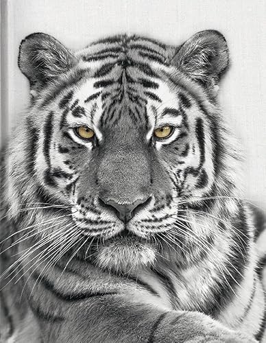 Tiger: Blankbook (Blankbook (RB906))