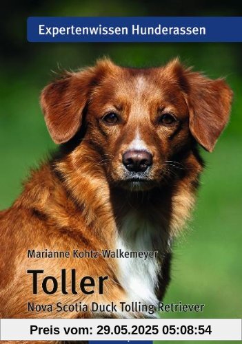Toller: Nova Scotia Duck Tolling Retriever Toller: Nova Scotia Duck Tolling Retriever