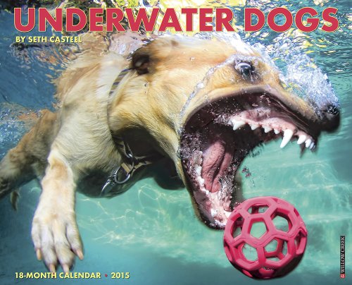 Underwater Dogs 2015 Calendar von Willow Creek Press