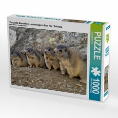 Verspielte Murmeltiere - unterwegs in Saas Fee / Schweiz (Puzzle) von Calvendo Puzzle