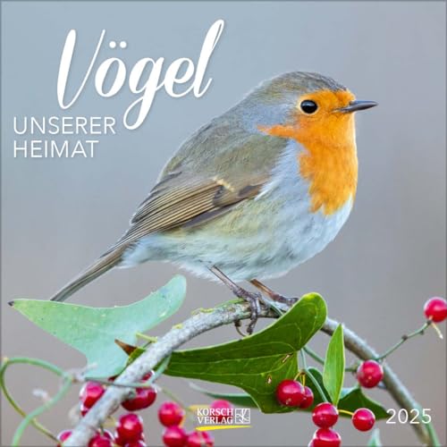 Vögel 2025: Broschürenkalender mit Ferienterminen und Bildern unserer heimischen Vogelwelt. Format: 30 x 30 cm von Korsch Verlag