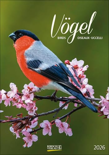 Vögel 2026: Wandkalender mit Fotos von heimischen Vögeln. Format 23,5 x 33,5 cm. von Korsch Verlag