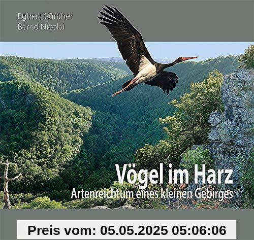 Vögel im Harz: Artenreichtum eines kleinen Gebirges