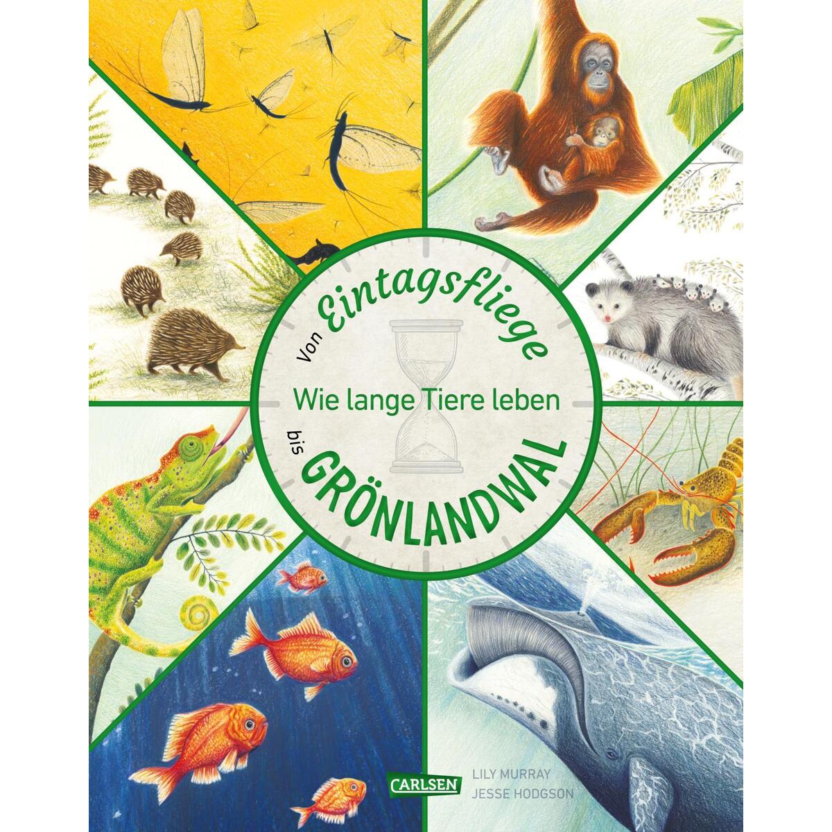 Von Eintagsfliege bis Grönlandwal Von Eintagsfliege bis Grönlandwal von Carlsen Verlag GmbH