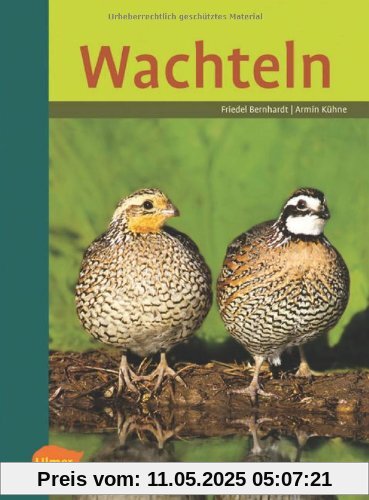 Wachteln