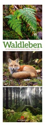 Waldleben - Ein Spaziergang durch heimische Wälder Triplet-Kalender 2025 von Ackermann Kunstverlag