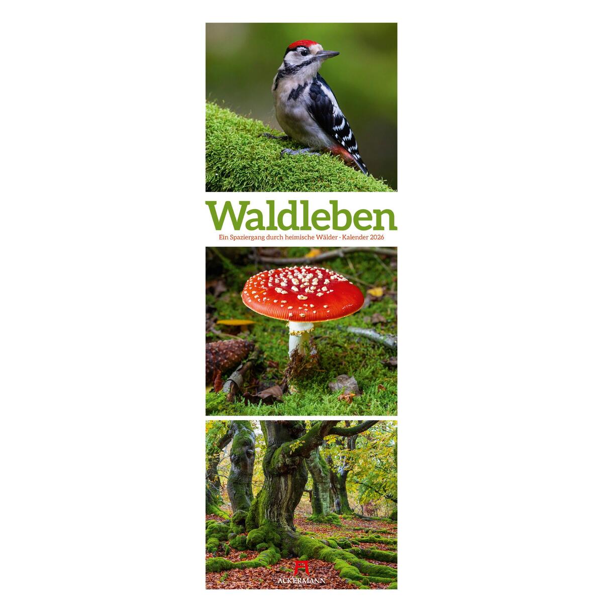 Waldleben Triplet-Kalender 2026 | Spaziergang durch heimische Wälder von Ackermann Kunstverlag