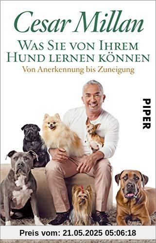 Was Sie von Ihrem Hund lernen können: Von Anerkennung bis Zuneigung