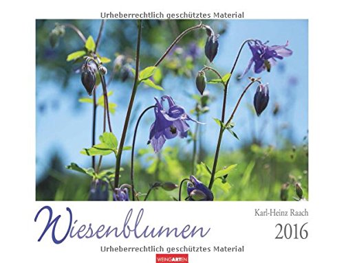 Wiesenblumen 2016