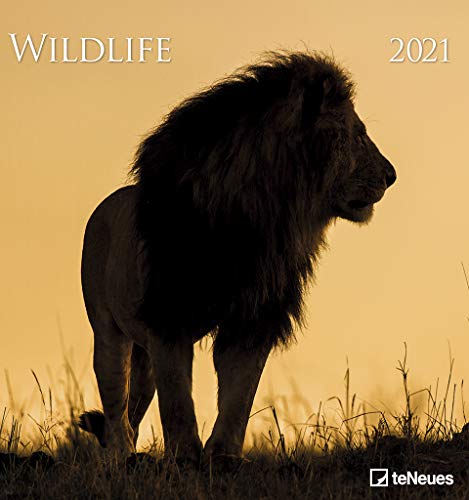 Wildlife 2021 - Foto-Kalender - Wand-Kalender - 45x48 - Wildnis von teNeues