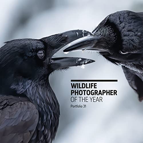 Wildlife Photographer of the Year Portfolio: Portfolio 31 (Wildlife Photographer of the Year, 31) von Hardie Grant Books