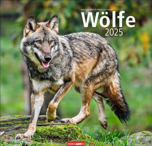 Wölfe Kalender 2025: Tierkalender mit Wolf-Fotos vom bekannten Fotografenpaar Jean-Louis Klein und Marie-Luce Hubert. Foto-Wandkalender mit ... 48x46 cm (Tierkalender Weingarten) von Weingarten