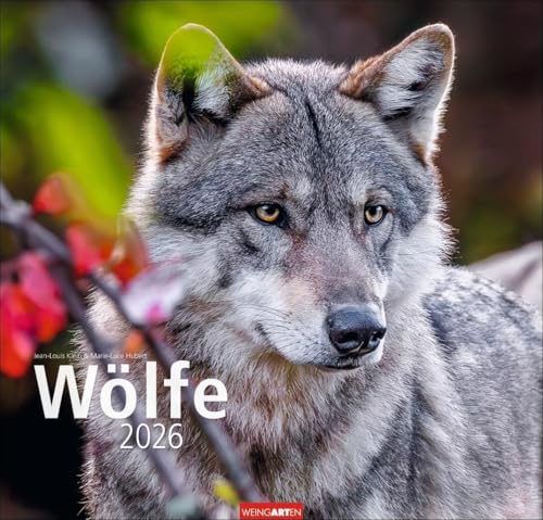 Wölfe Kalender 2026: Tierkalender mit Wolf-Fotos vom bekannten Fotografenpaar Jean-Louis Klein und Marie-Luce Hubert. Foto-Wandkalender mit ... 48x46 cm (Tierkalender Weingarten) von Weingarten