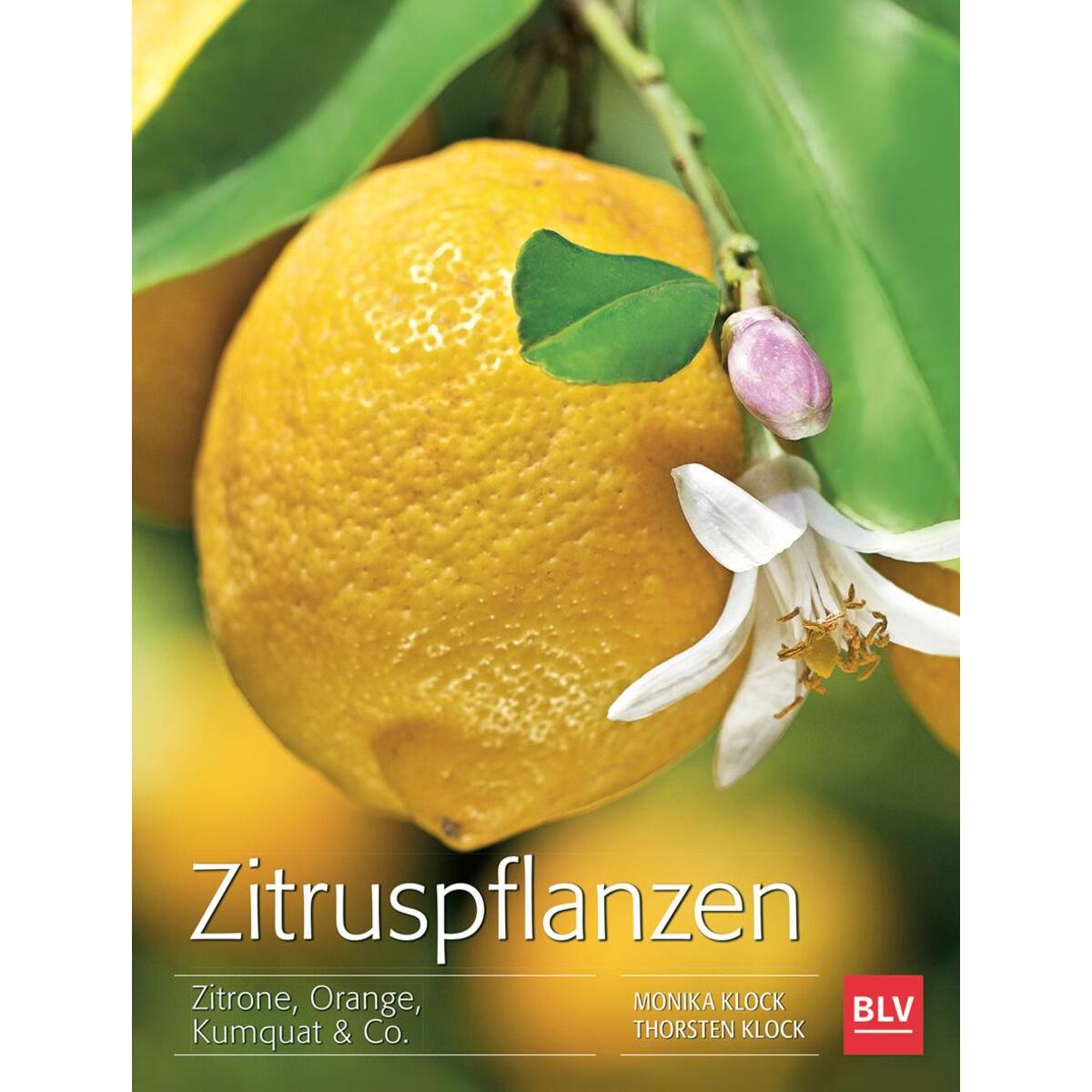 Zitruspflanzen von Blv