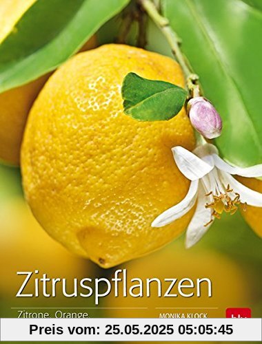 Zitruspflanzen: Zitrone, Orange, Kumquat & Co.