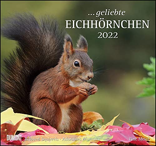 ... geliebte Eichhörnchen 2022 - DUMONT Wandkalender - mit den wichtigsten Feiertagen - Format 38,0 x 35,5 cm von DuMont